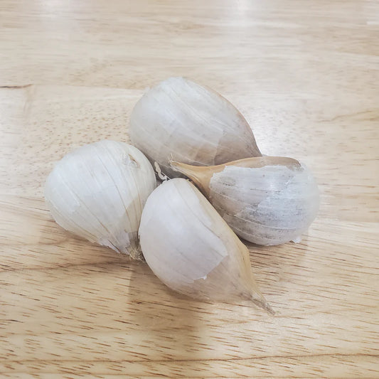 Elephant Garlic Seed